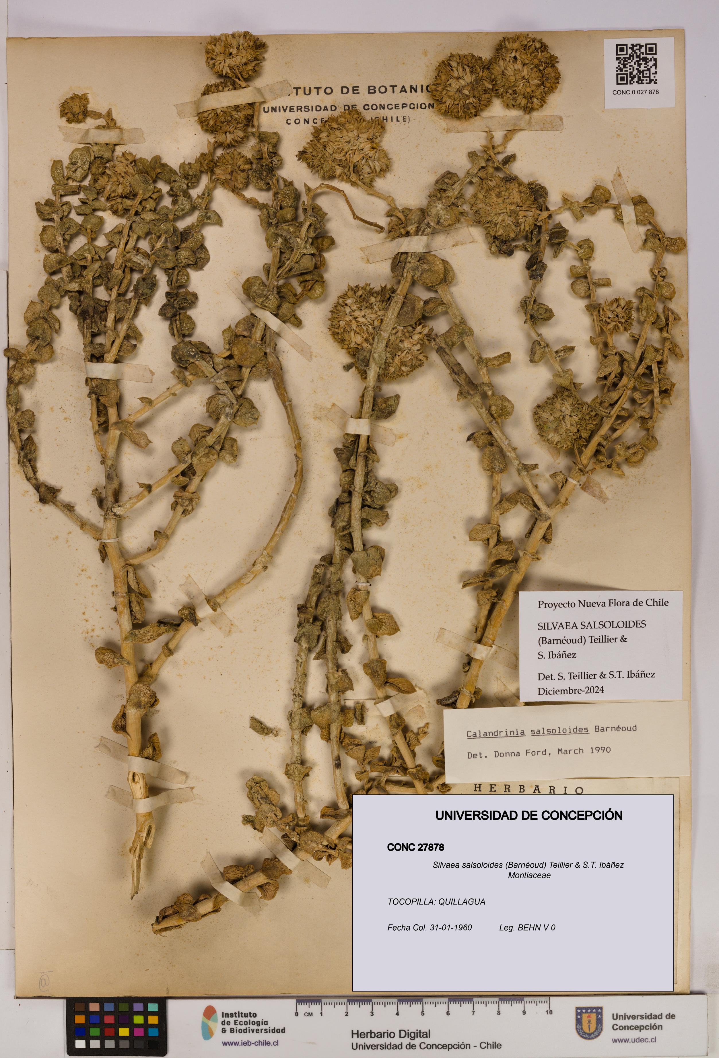 Silvaea salsoloides [Espécimen: UDEC:CONC:0027878]