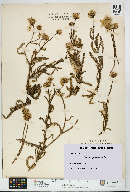 Polyachyrus fuscus [Espécimen: UDEC:CONC:0027879]