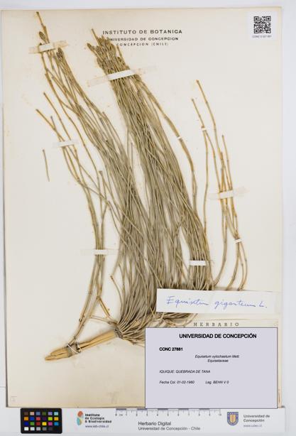 Equisetum xylochaetum [Espécimen: UDEC:CONC:0027881]