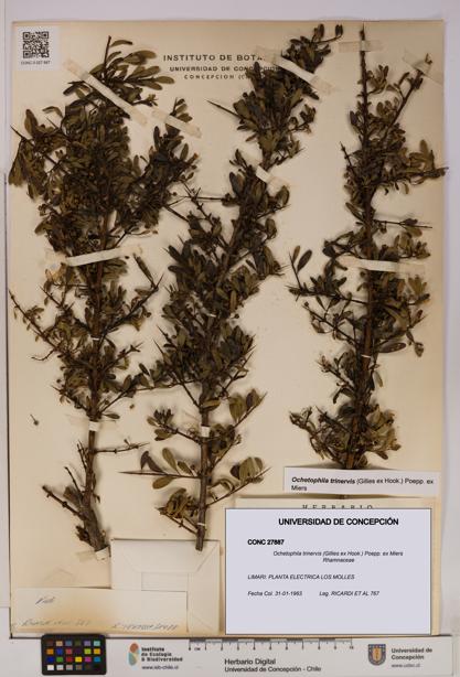 Ochetophila trinervis [Espécimen: UDEC:CONC:0027887]