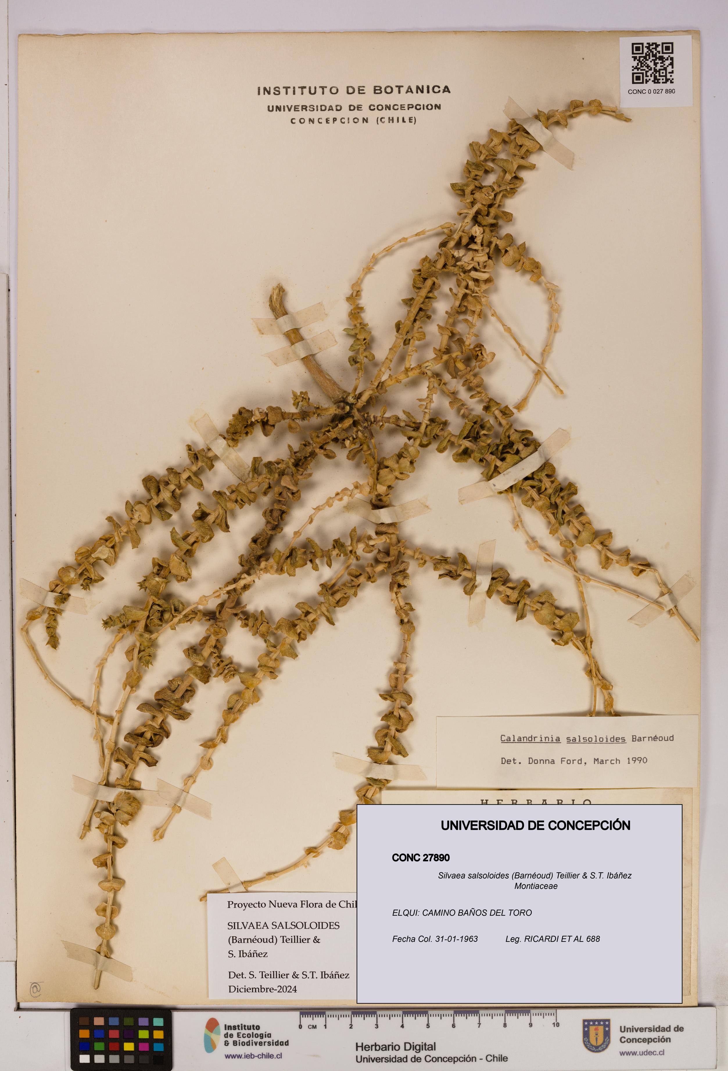 Silvaea salsoloides [Espécimen: UDEC:CONC:0027890]