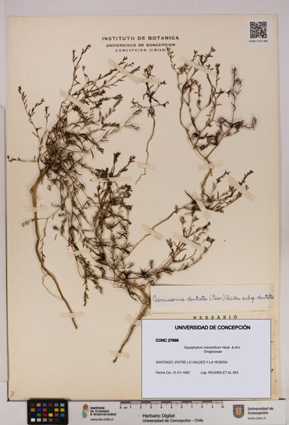 Gayophytum micranthum [Espécimen: UDEC:CONC:0027898]