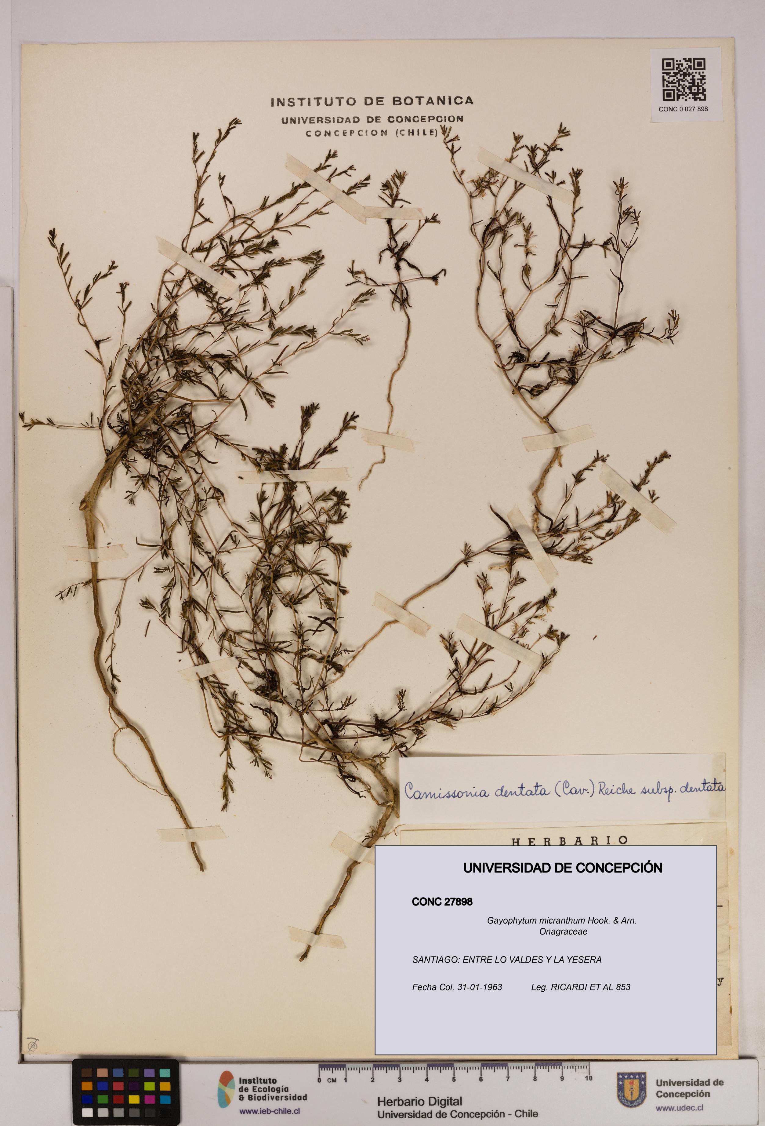 Gayophytum micranthum [Espécimen: UDEC:CONC:0027898]