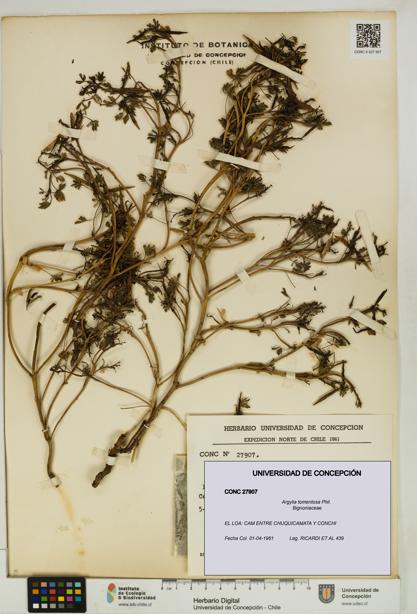 Argylia tomentosa [Espécimen: UDEC:CONC:0027907]