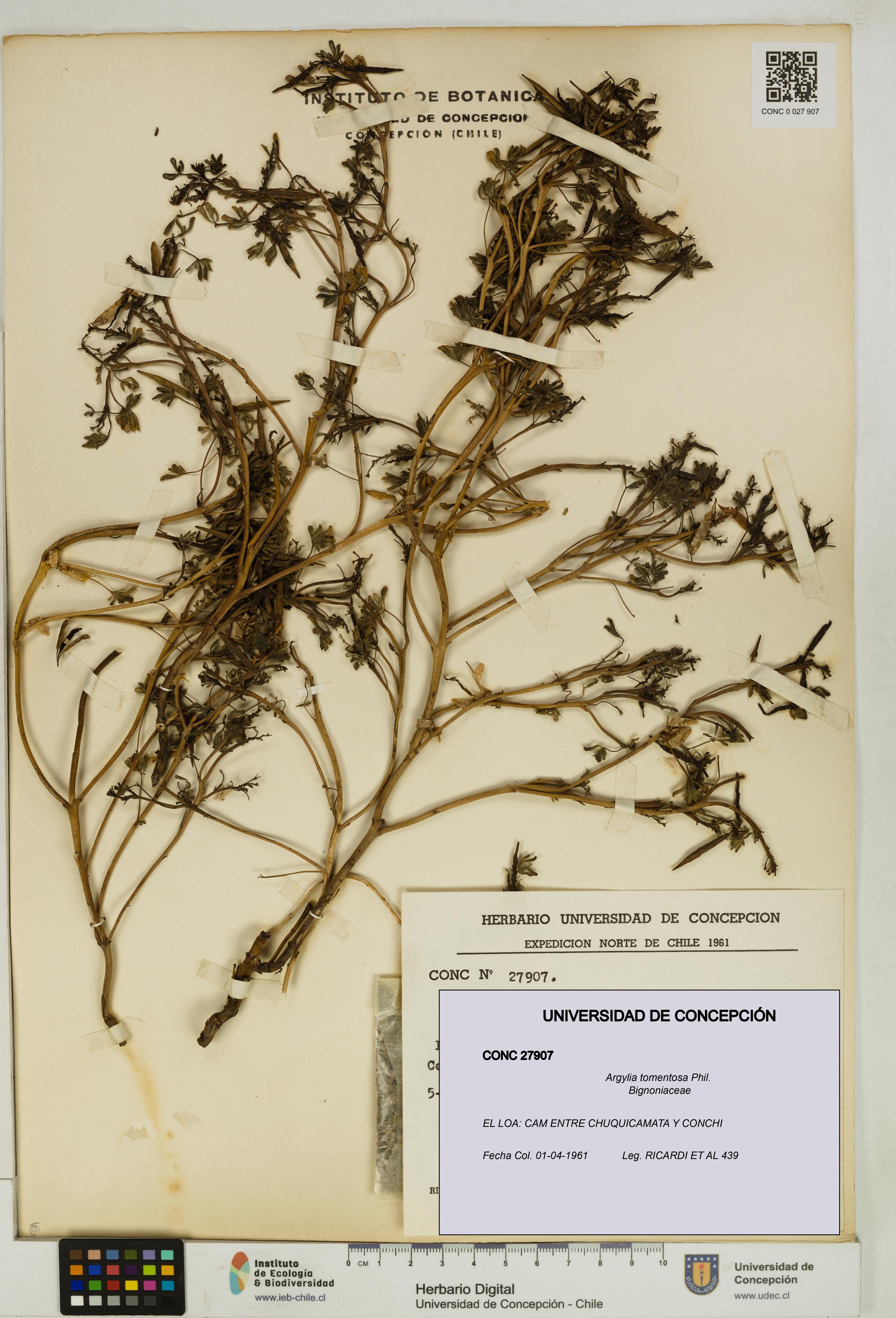 Argylia tomentosa [Espécimen: UDEC:CONC:0027907]