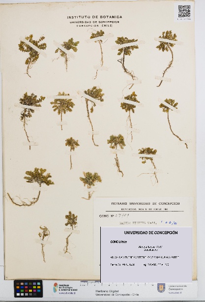 Mancoa hispida [Espécimen: UDEC:CONC:0027909]