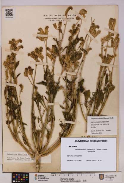 Silvaea densiflora [Espécimen: UDEC:CONC:0027919]