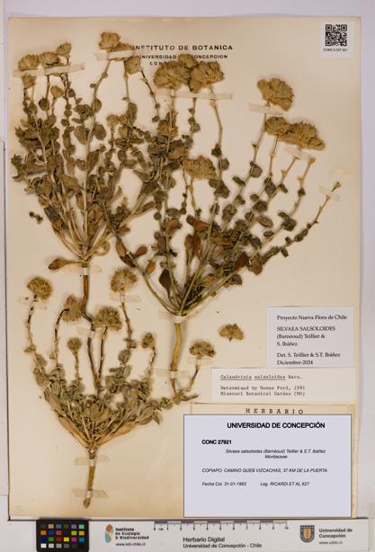 Silvaea salsoloides [Espécimen: UDEC:CONC:0027921]