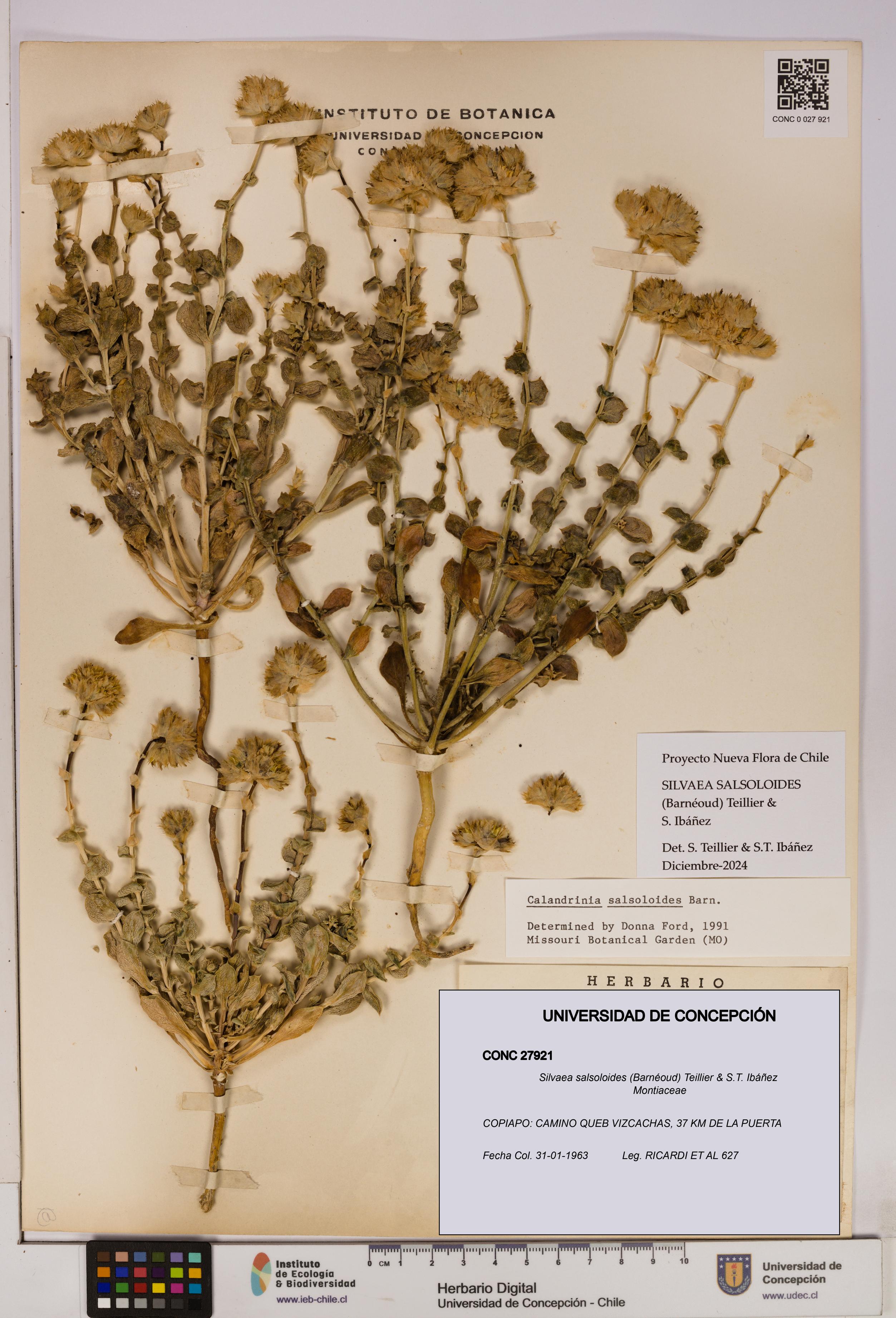 Silvaea salsoloides [Espécimen: UDEC:CONC:0027921]