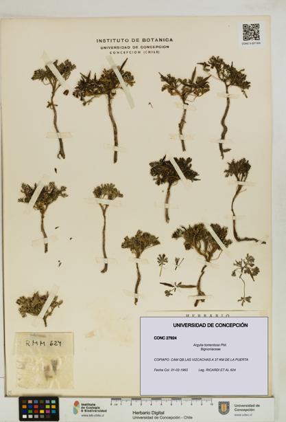 Argylia tomentosa [Espécimen: UDEC:CONC:0027924]