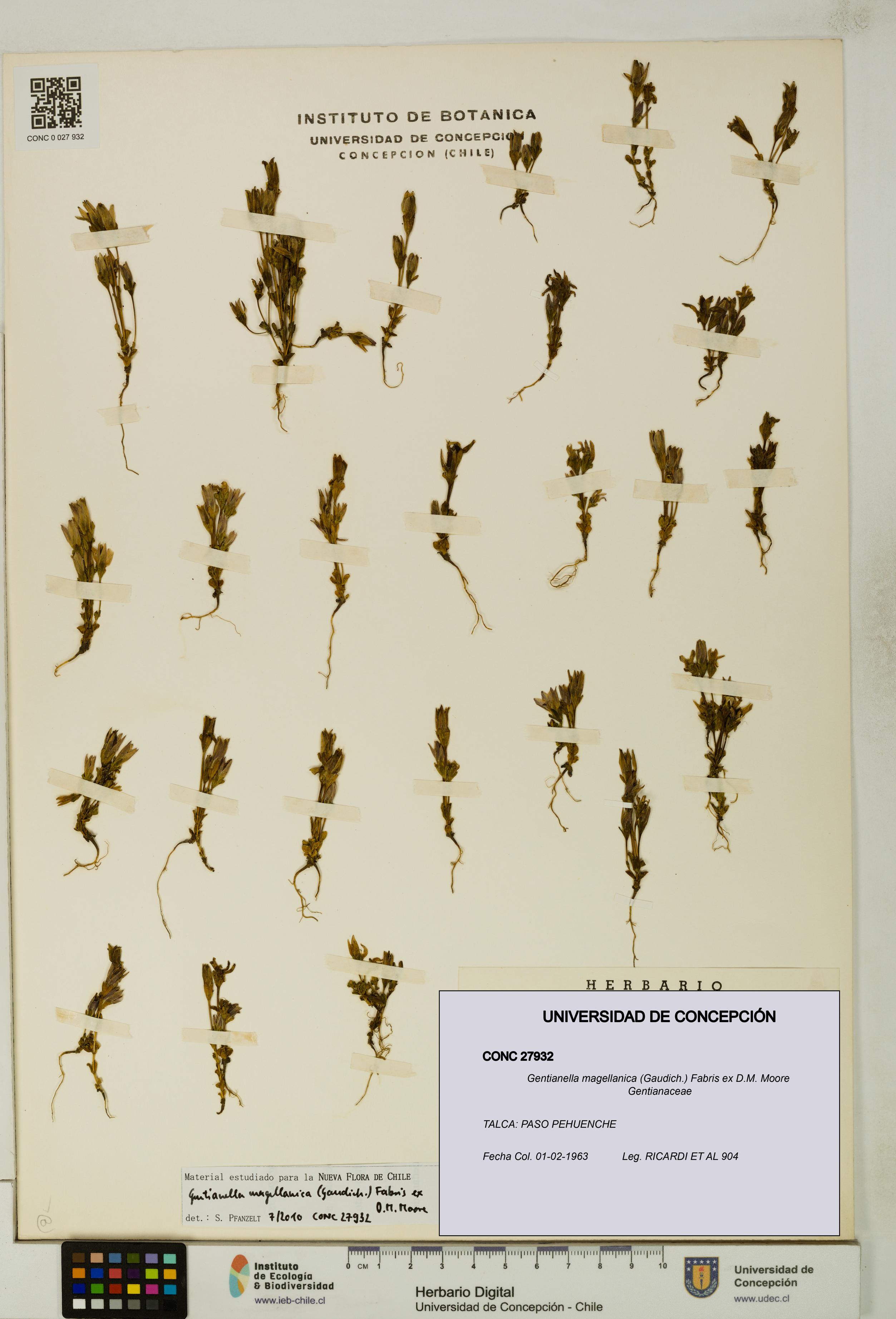 Gentianella magellanica [Espécimen: UDEC:CONC:0027932]