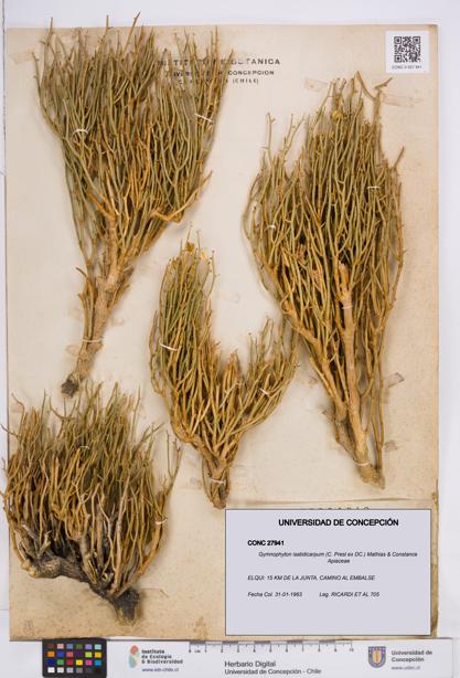 Gymnophyton isatidicarpum [Espécimen: ]