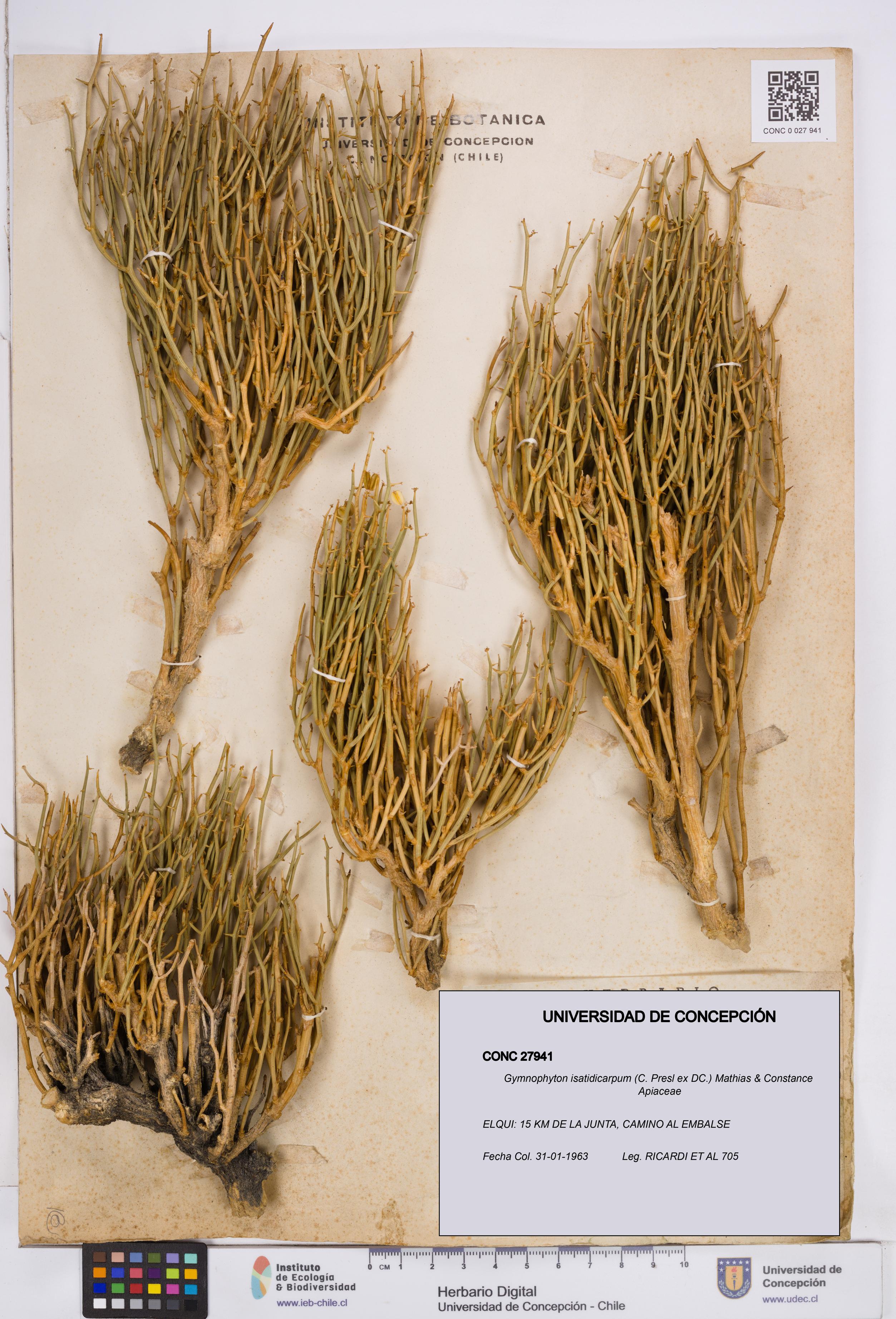 Gymnophyton isatidicarpum [Espécimen: ]
