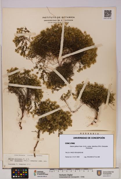 Galium gilliesii [Espécimen: UDEC:CONC:0027952]