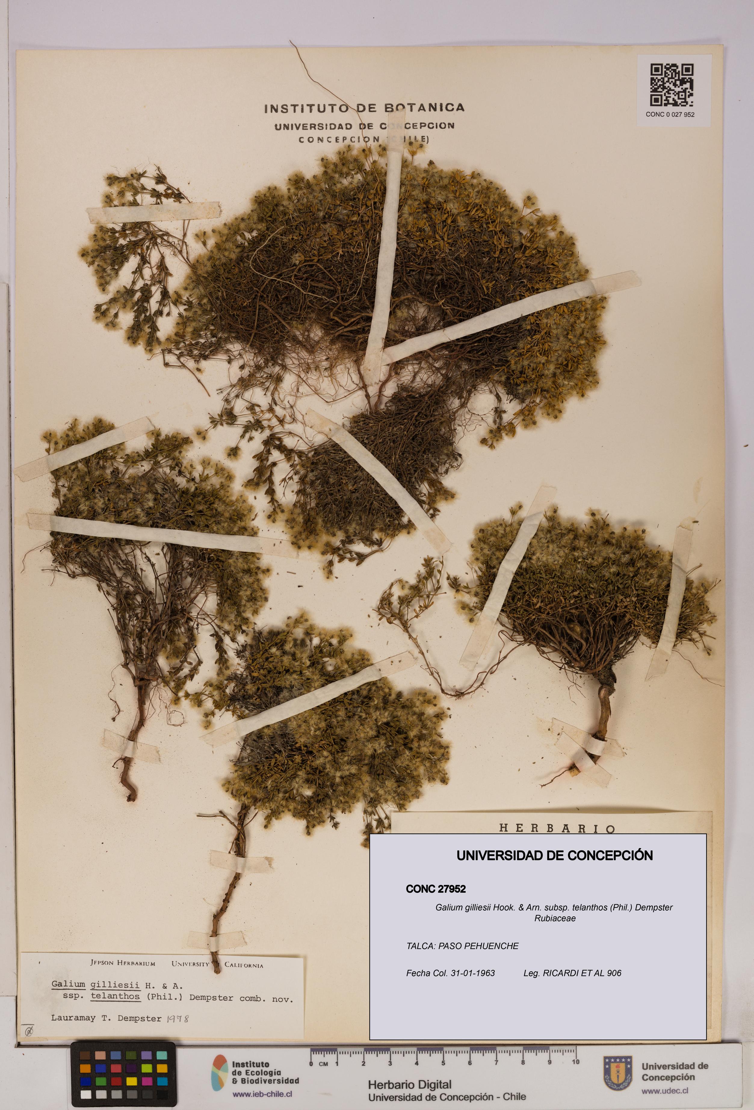 Galium gilliesii [Espécimen: UDEC:CONC:0027952]