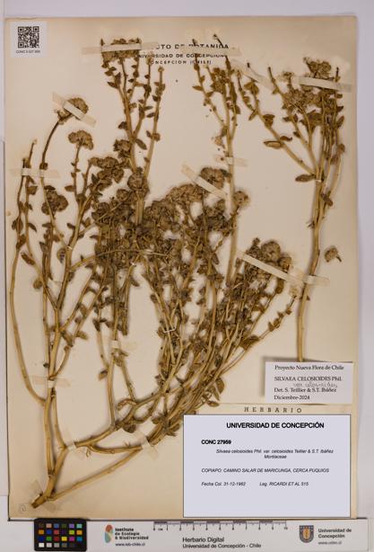 Silvaea celosioides var. celosioides [Espécimen: UDEC:CONC:0027959]
