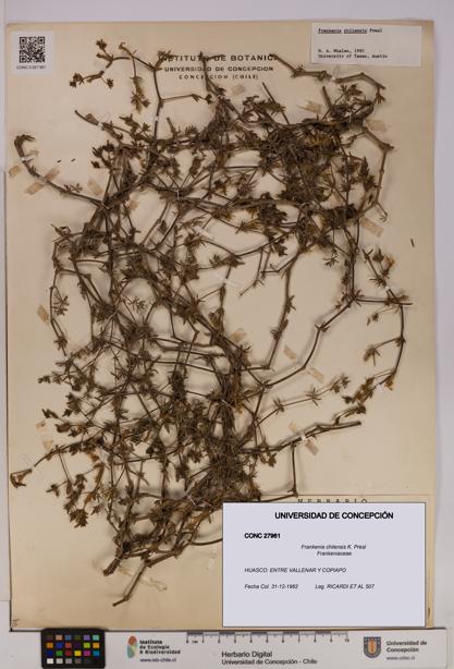 Frankenia chilensis [Espécimen: UDEC:CONC:0027961]