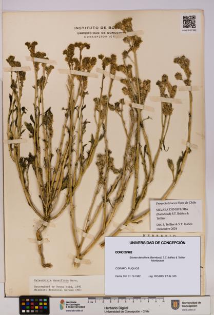 Silvaea densiflora [Espécimen: UDEC:CONC:0027962]