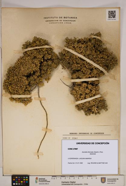 Azorella trifurcata [Espécimen: ]