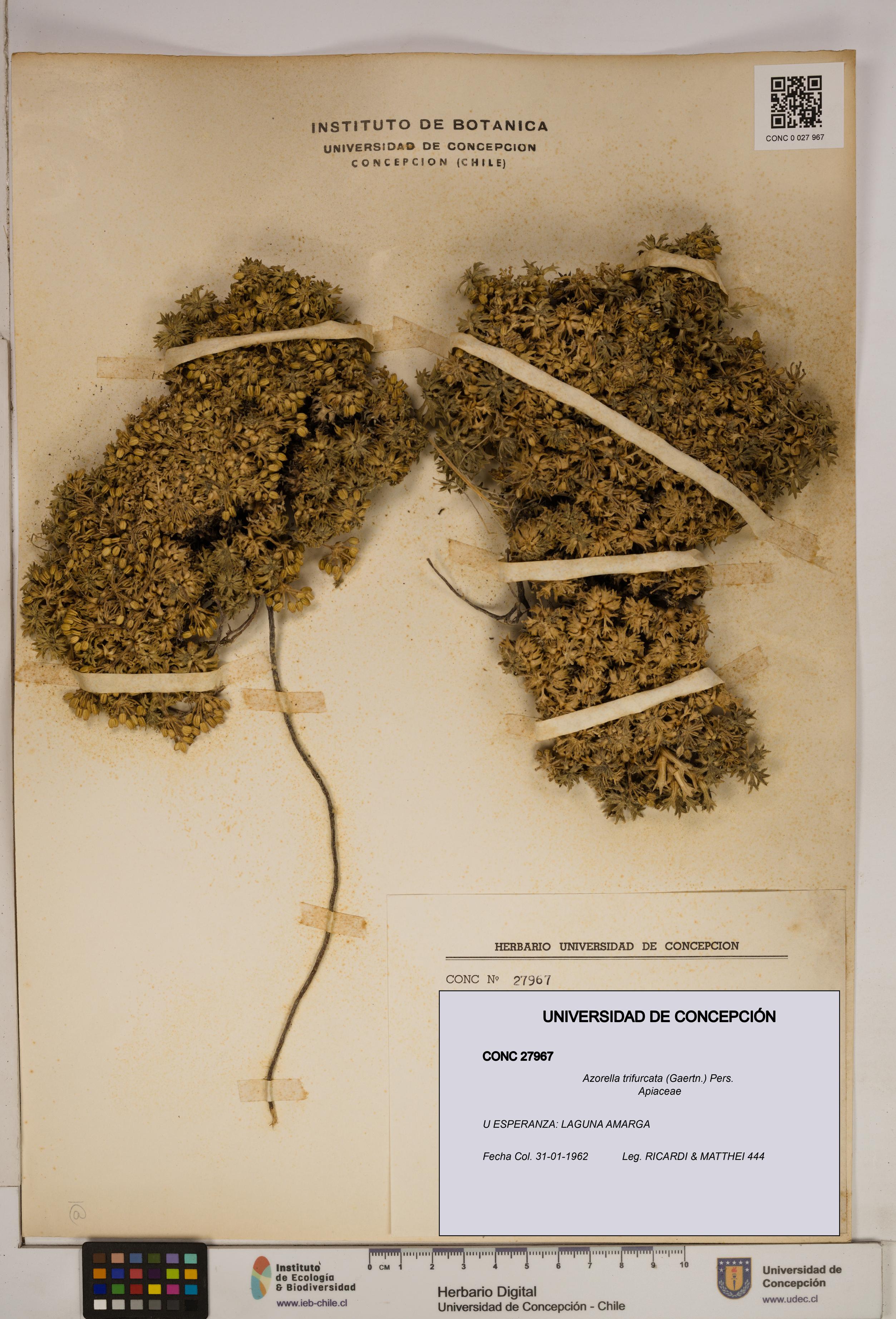 Azorella trifurcata [Espécimen: ]