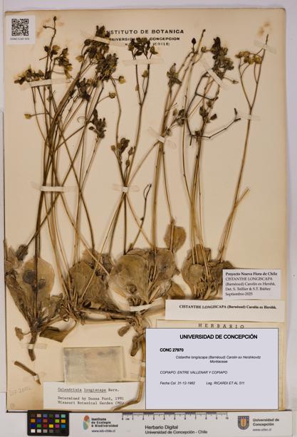 Cistanthe longiscapa [Espécimen: UDEC:CONC:0027970]