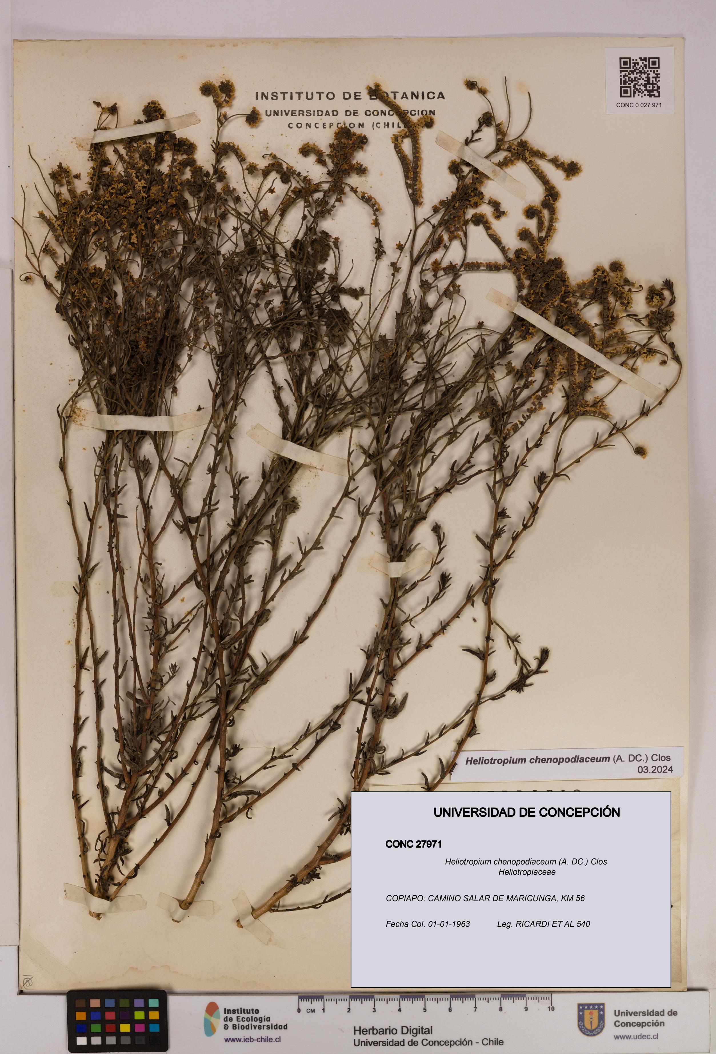 Heliotropium chenopodiaceum [Espécimen: UDEC:CONC:0027971]