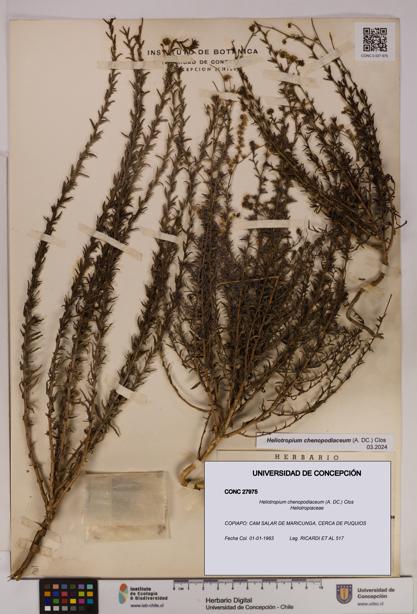 Heliotropium chenopodiaceum [Espécimen: UDEC:CONC:0027975]