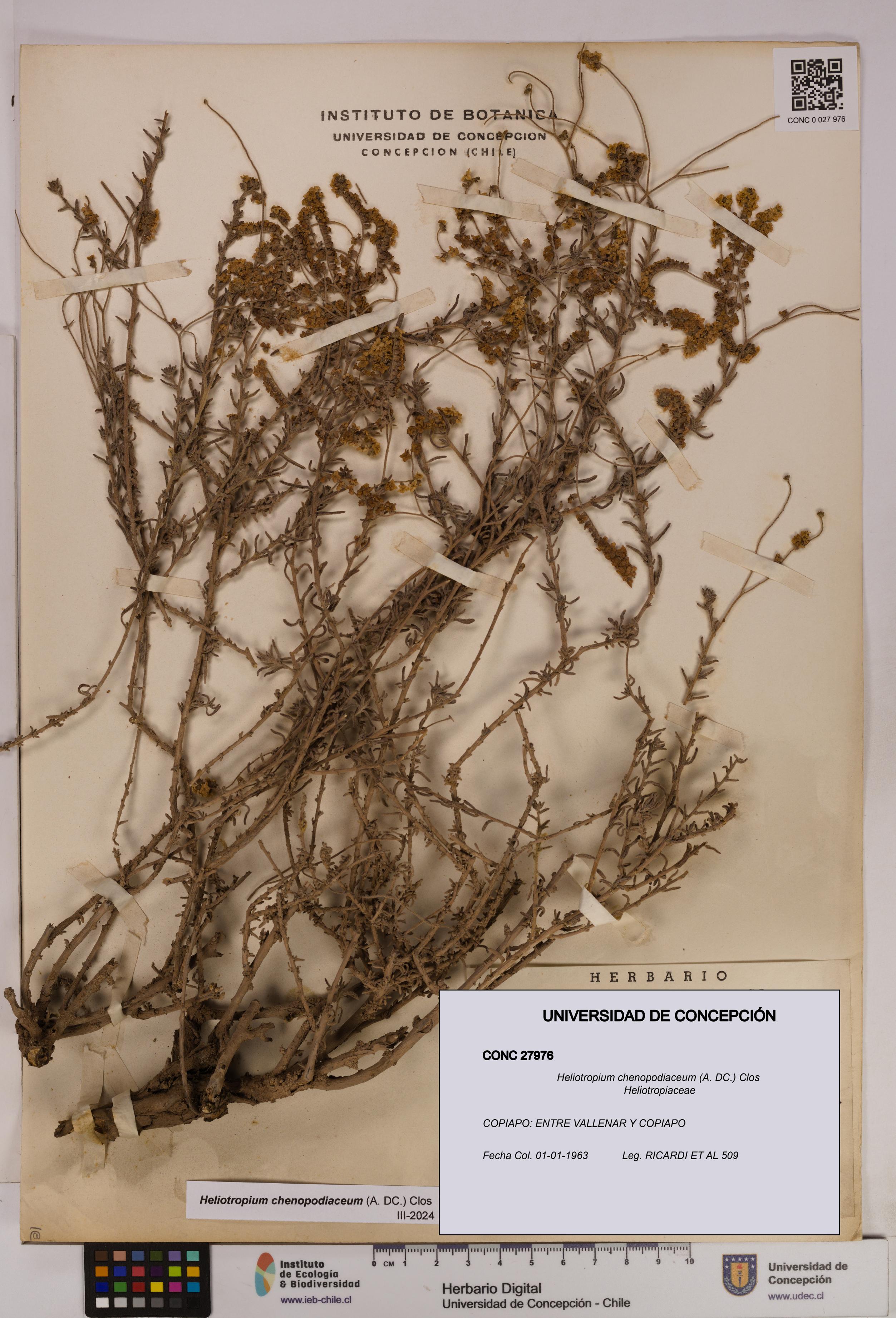 Heliotropium chenopodiaceum [Espécimen: UDEC:CONC:0027976]