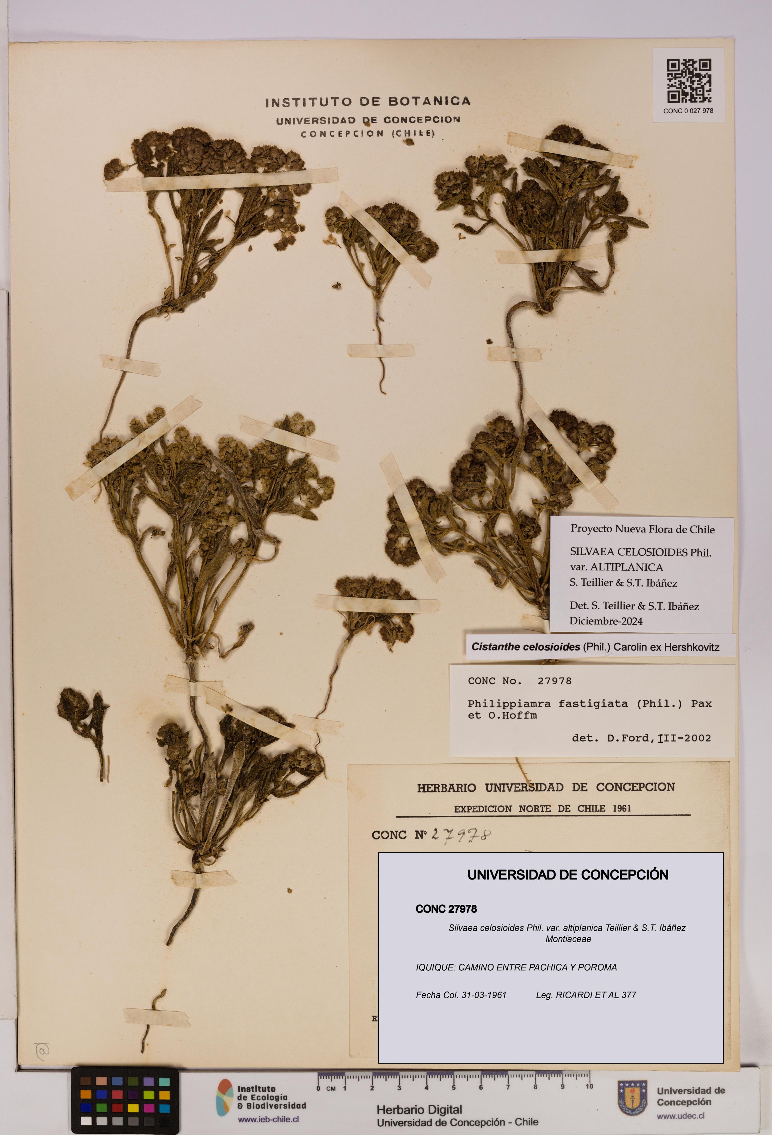 Silvaea celosioides var. altiplanica [Espécimen: UDEC:CONC:0027978]