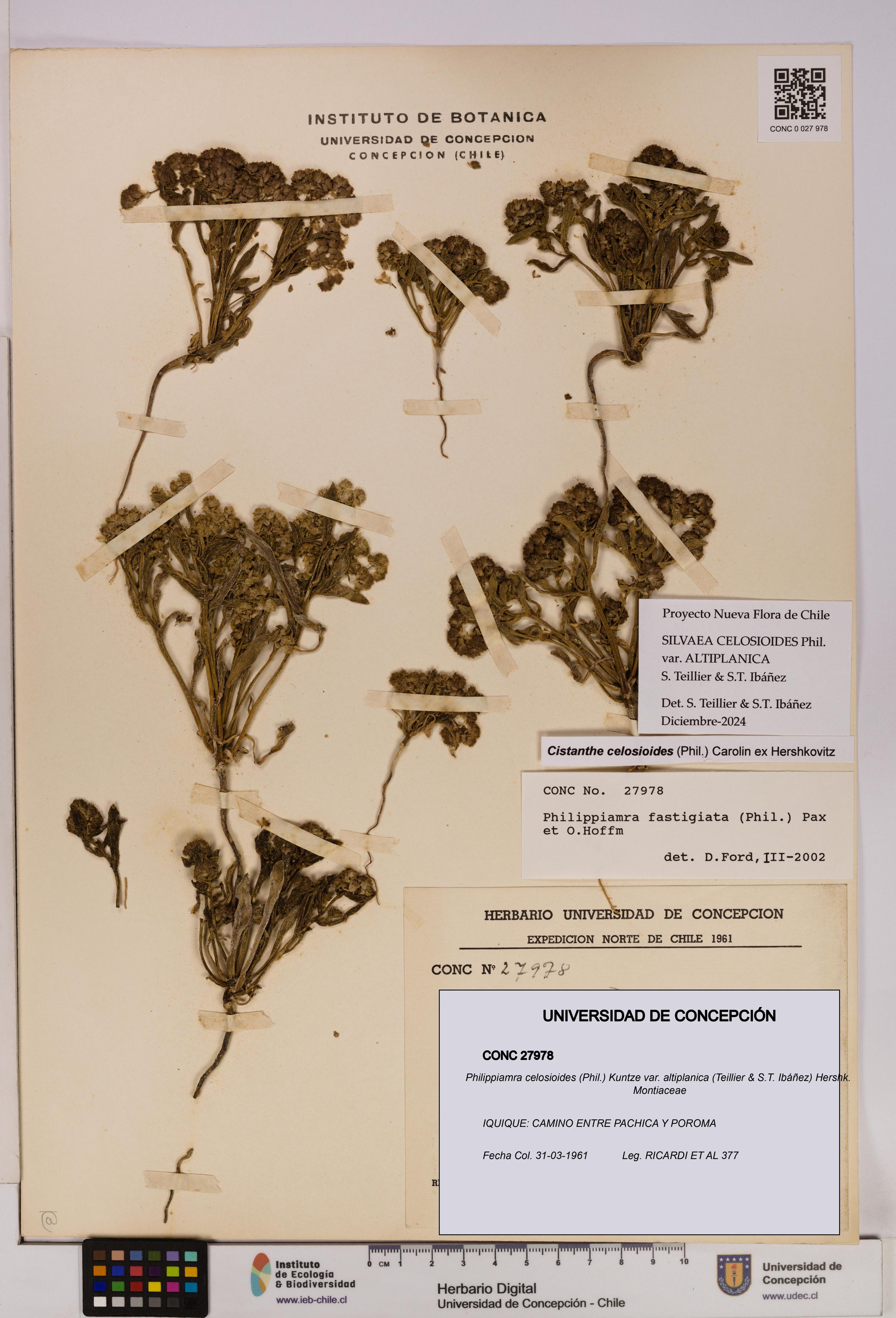Philippiamra celosioides [Espécimen: ]