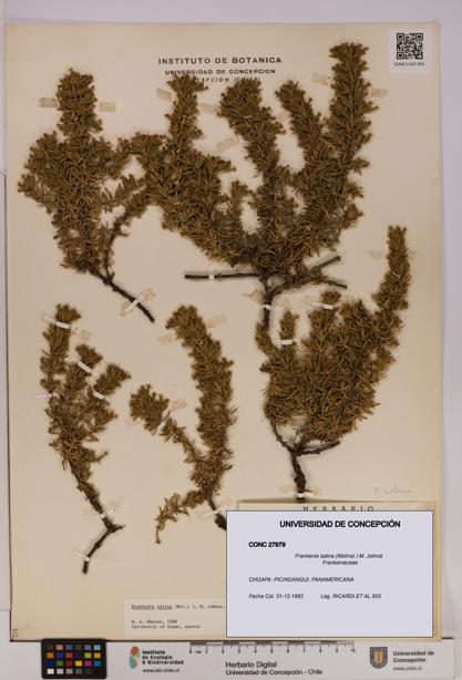 Frankenia salina [Espécimen: UDEC:CONC:0027979]