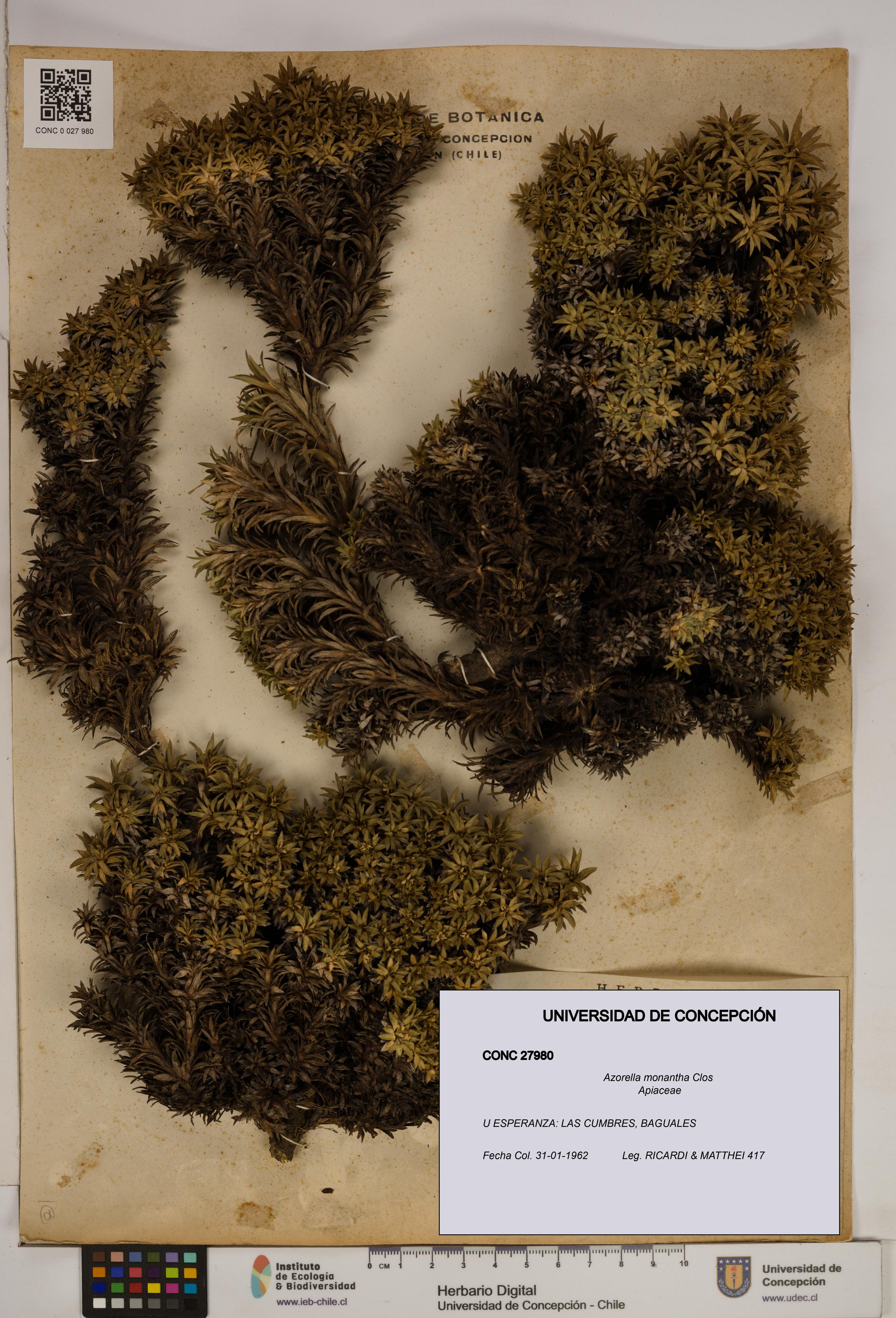 Azorella monantha [Espécimen: ]