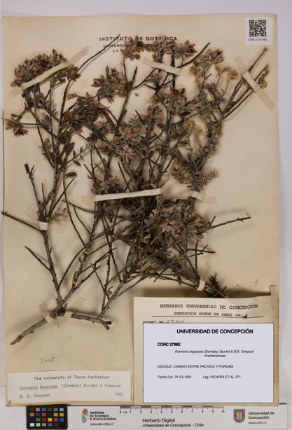 Krameria lappacea [Espécimen: UDEC:CONC:0027982]