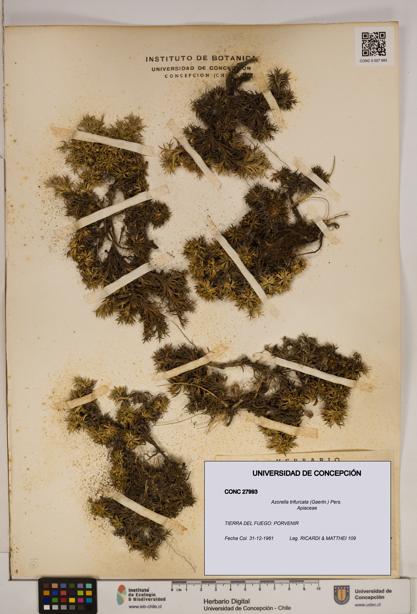 Azorella trifurcata [Espécimen: ]