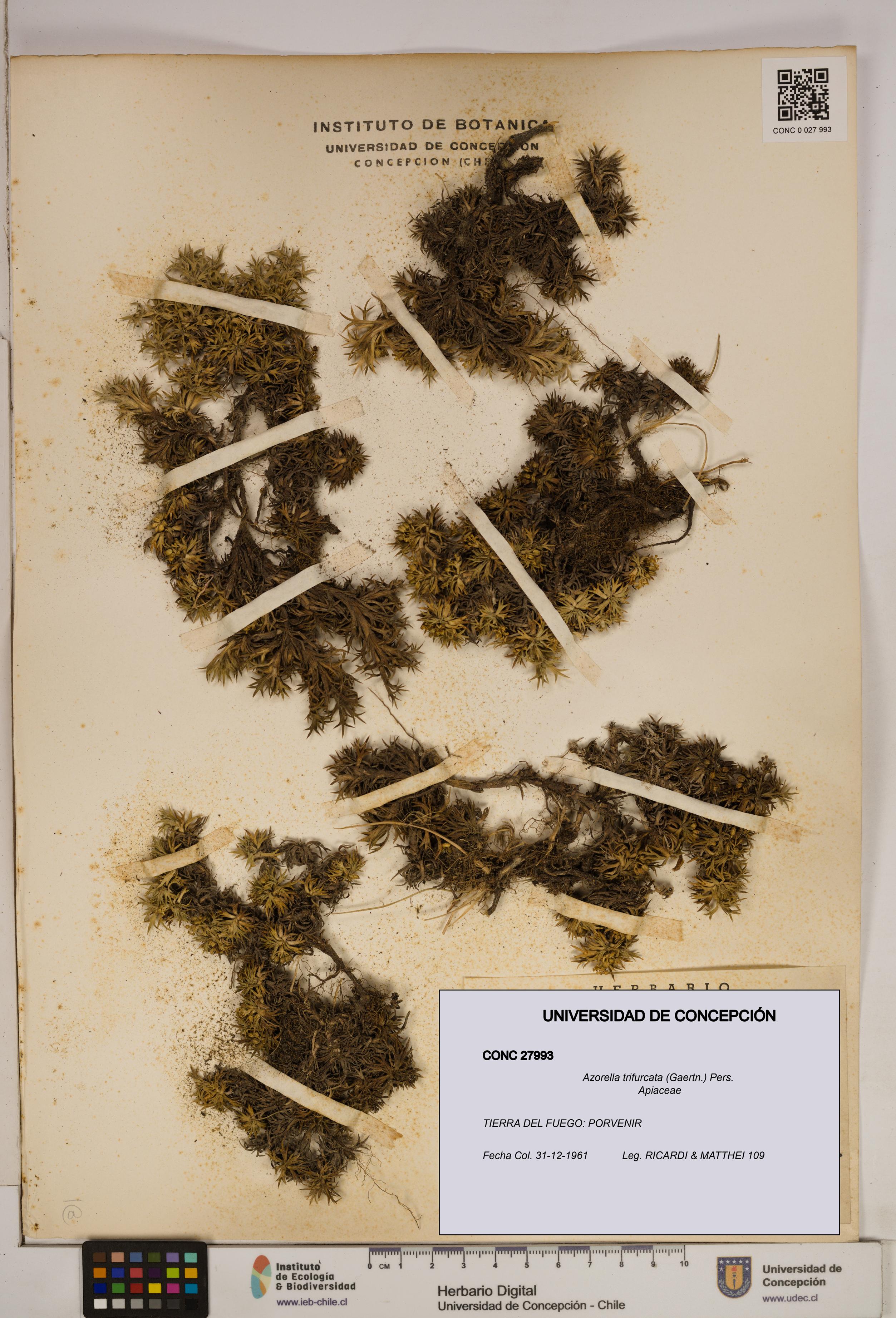 Azorella trifurcata [Espécimen: ]