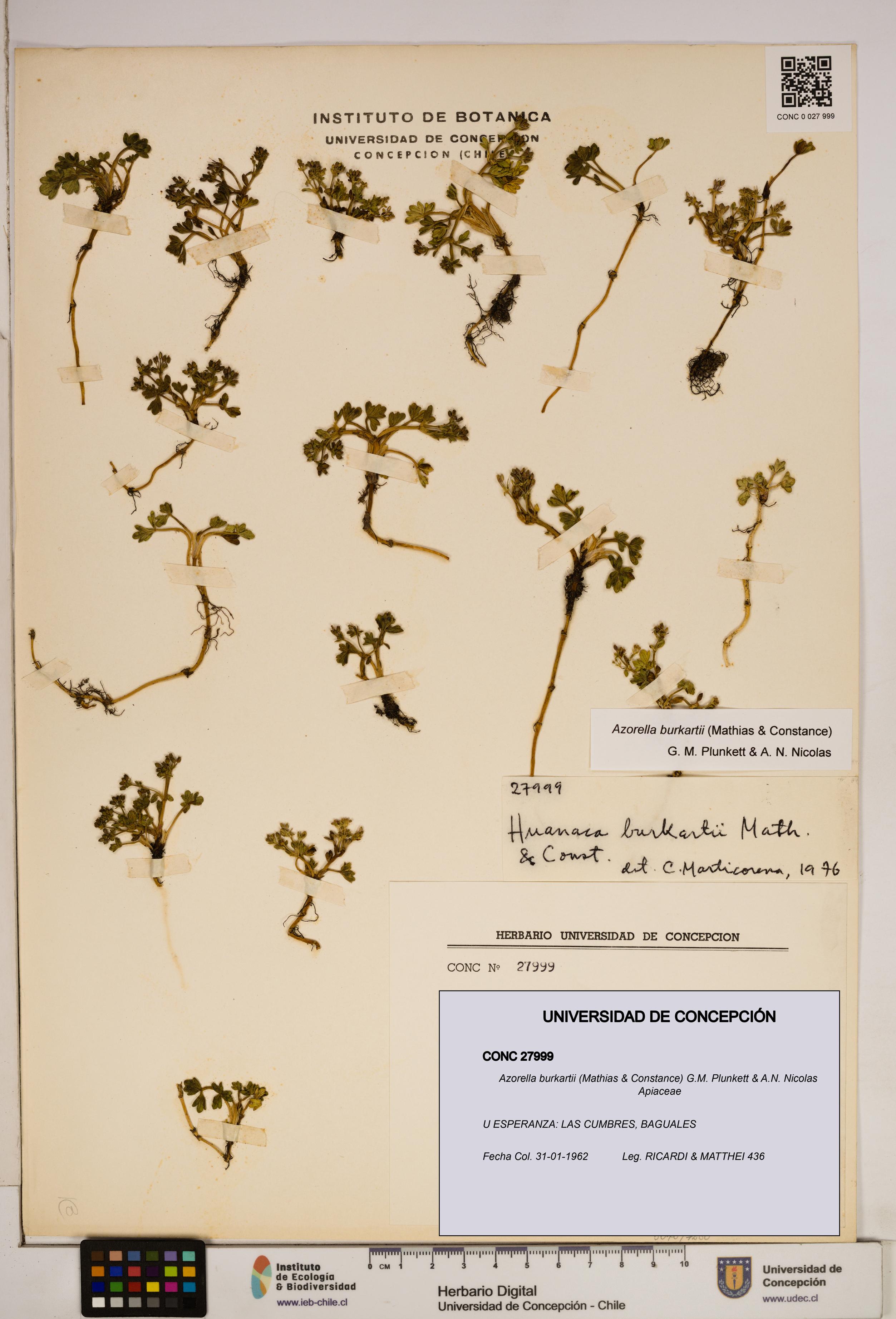Azorella burkartii [Espécimen: ]