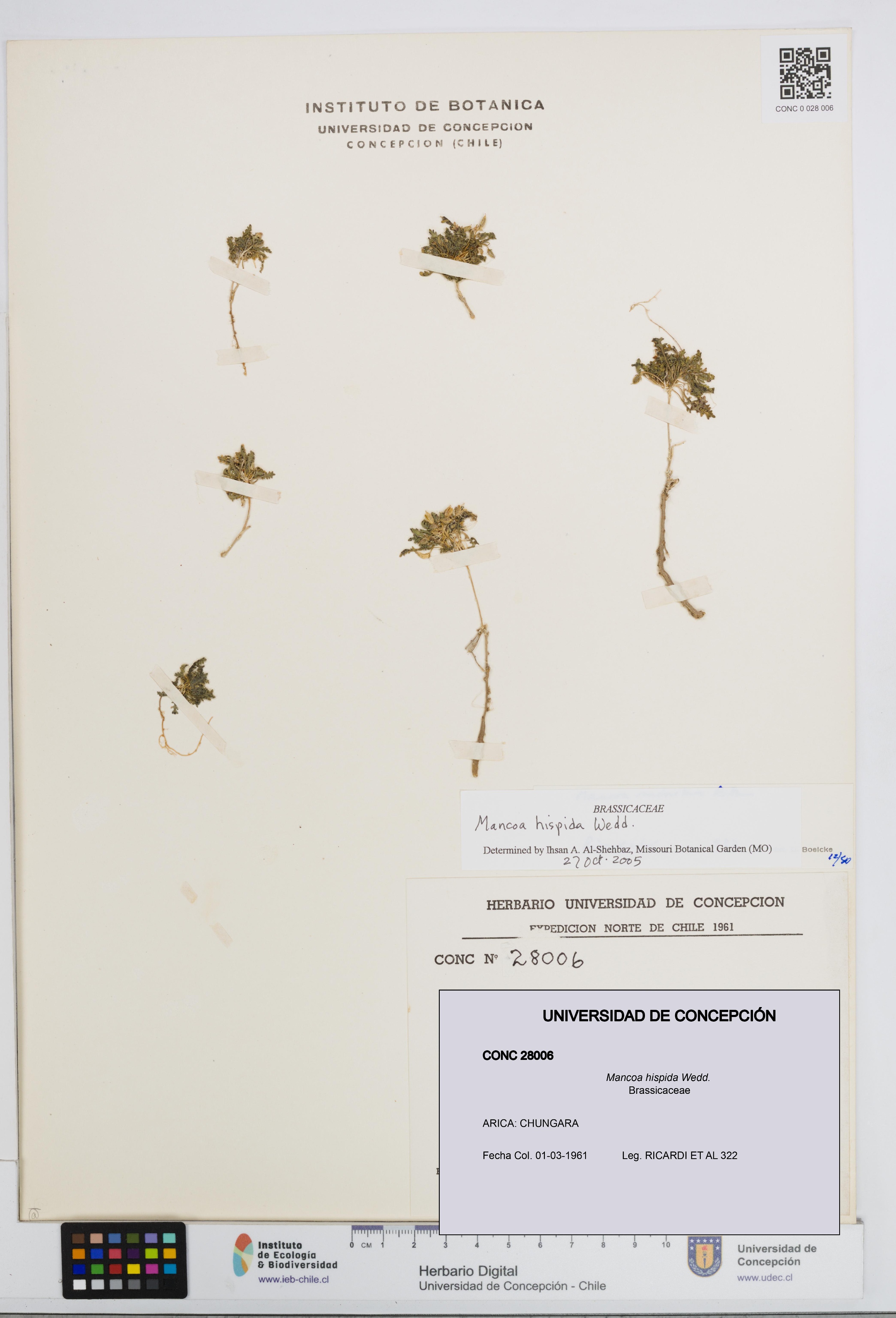 Mancoa hispida [Espécimen: UDEC:CONC:0028006]