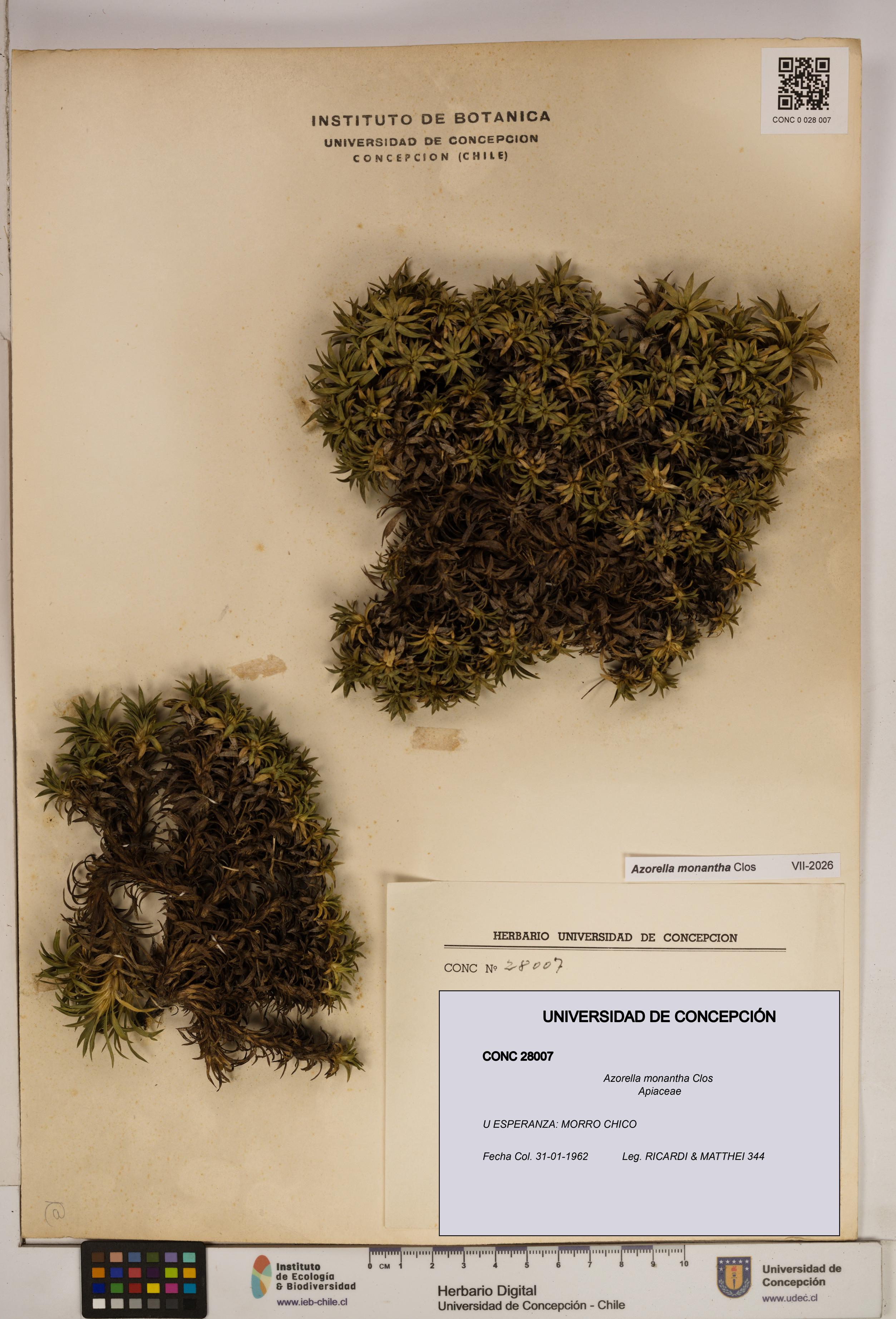 Azorella monantha [Espécimen: ]