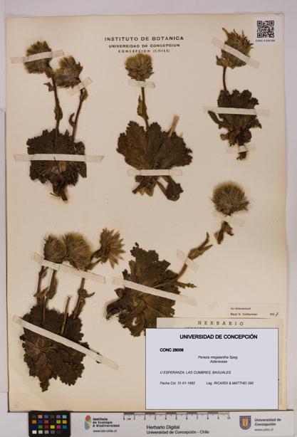 Perezia megalantha [Espécimen: UDEC:CONC:0028008]