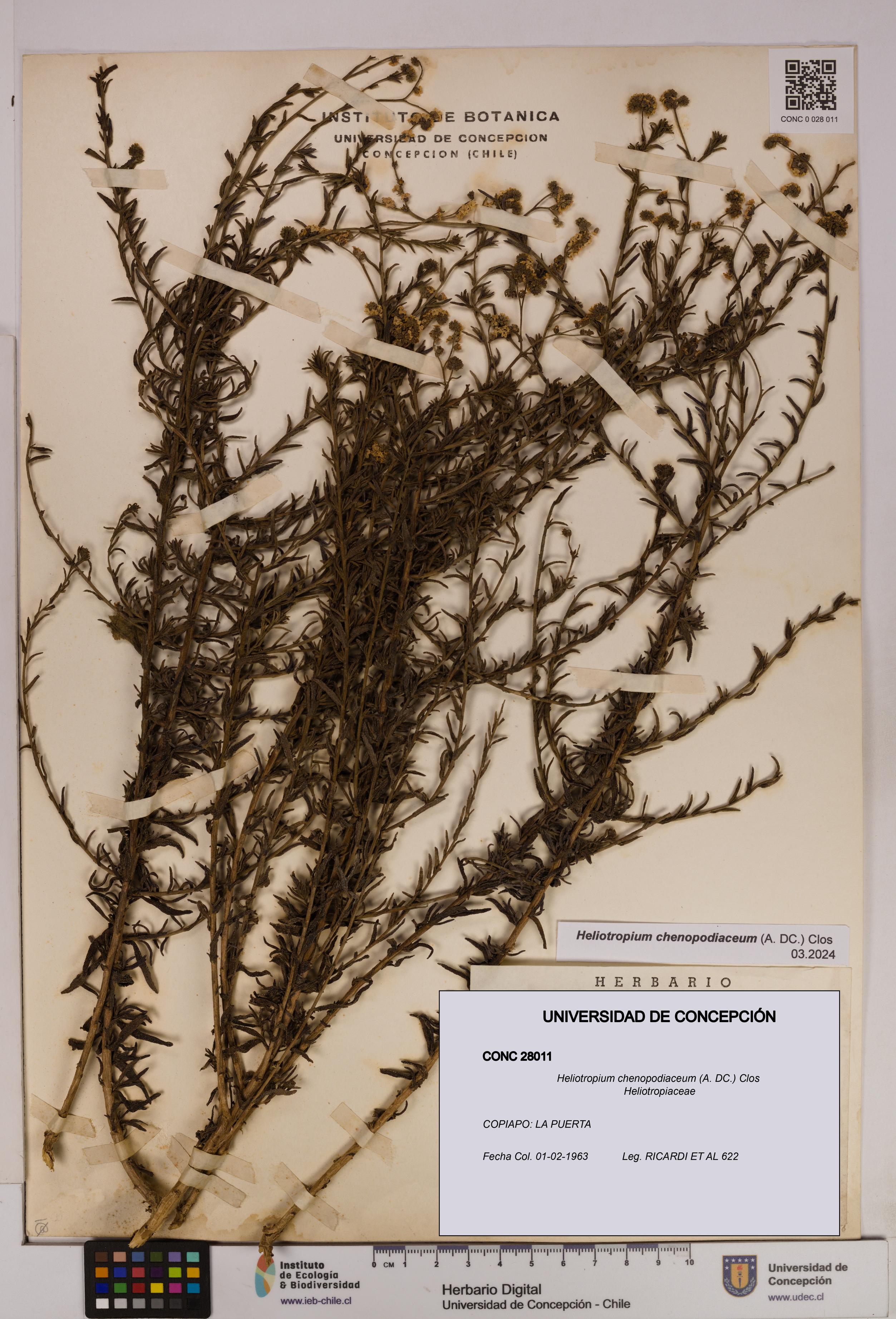 Heliotropium chenopodiaceum [Espécimen: UDEC:CONC:0028011]