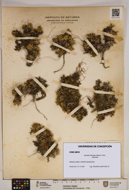 Azorella trifurcata [Espécimen: ]