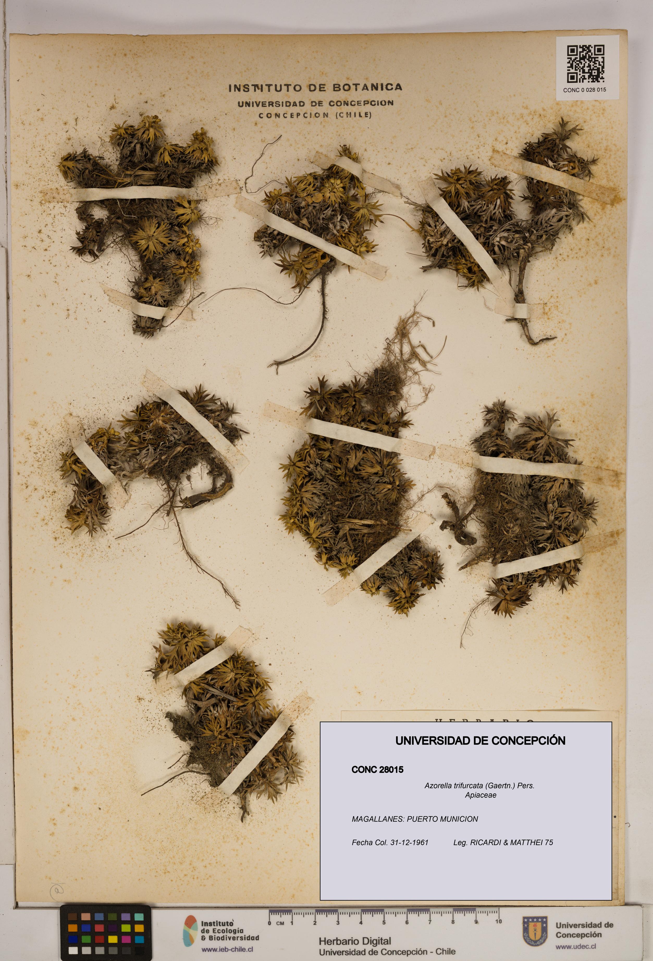 Azorella trifurcata [Espécimen: ]