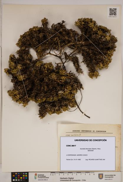 Azorella trifurcata [Espécimen: ]