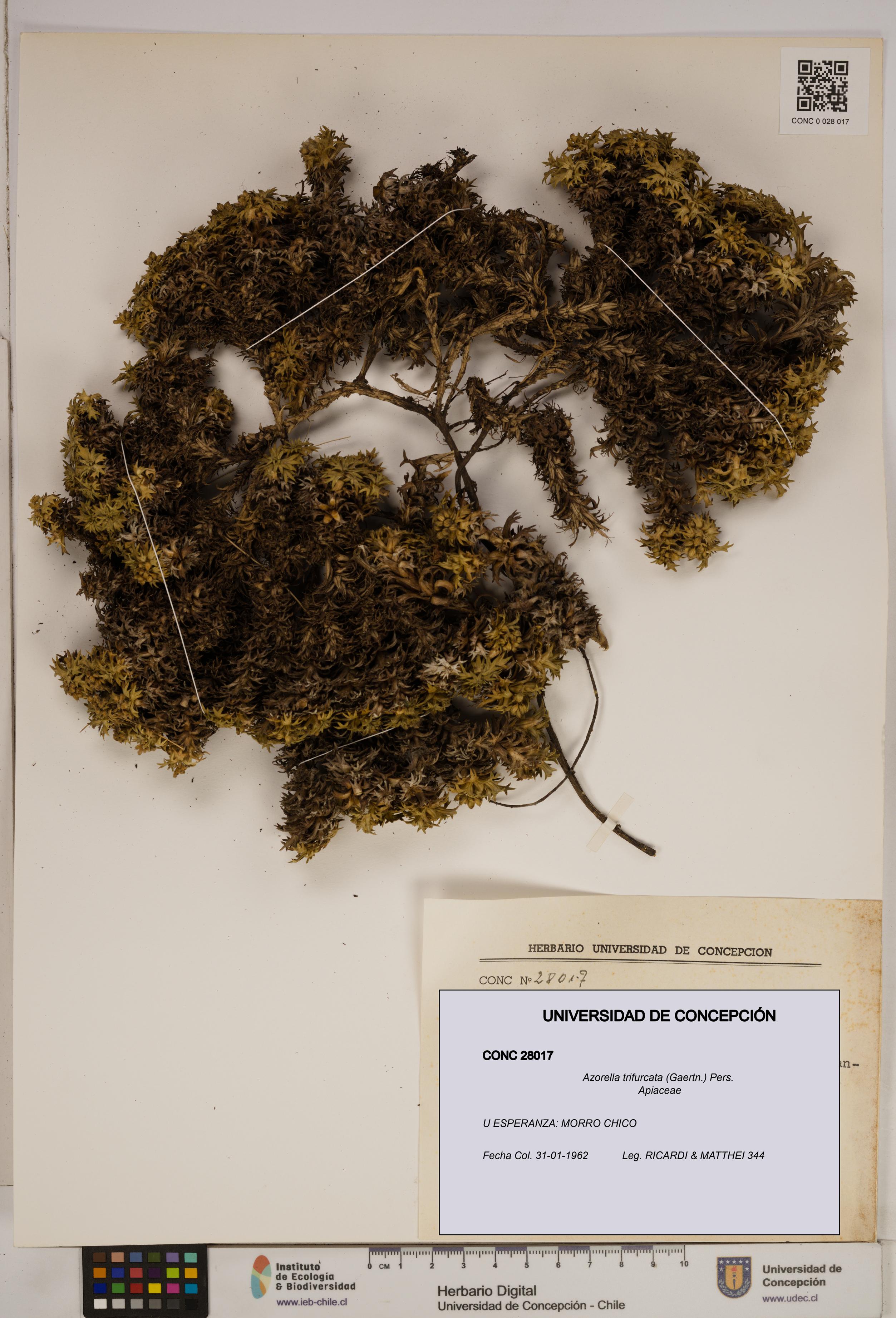 Azorella trifurcata [Espécimen: ]