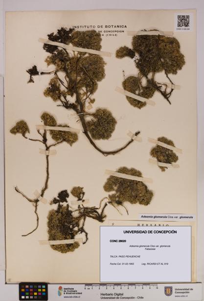 Adesmia glomerula var. glomerula [Espécimen: UDEC:CONC:0028020]