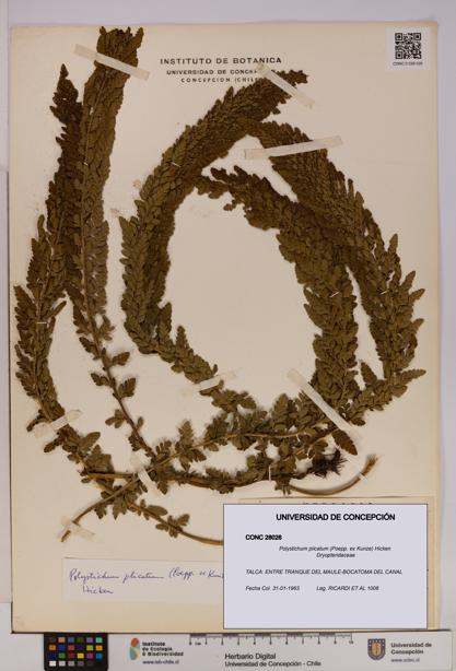 Polystichum plicatum [Espécimen: UDEC:CONC:0028026]