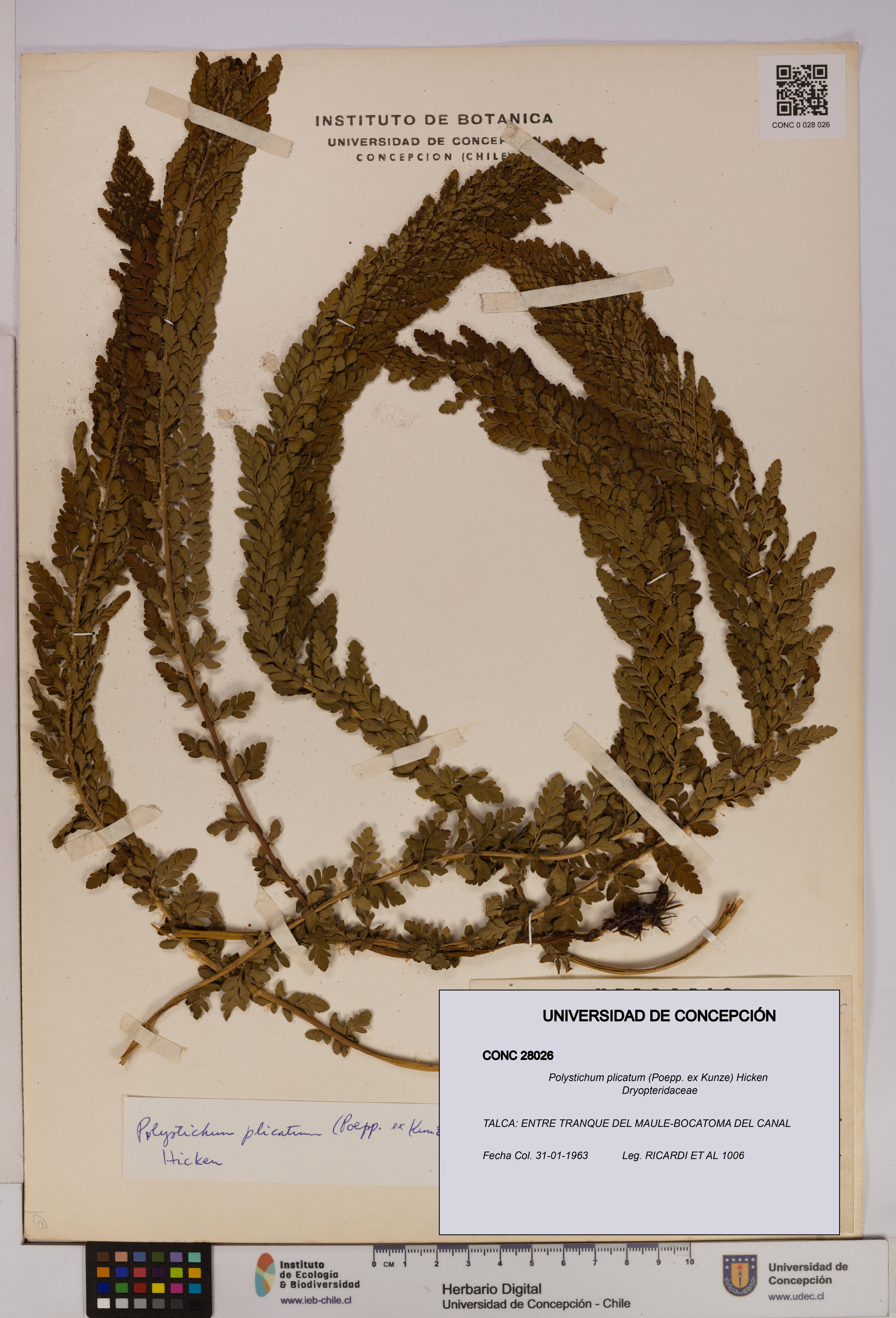 Polystichum plicatum [Espécimen: UDEC:CONC:0028026]