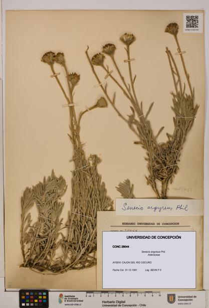 Senecio argyreus [Espécimen: UDEC:CONC:0028044]