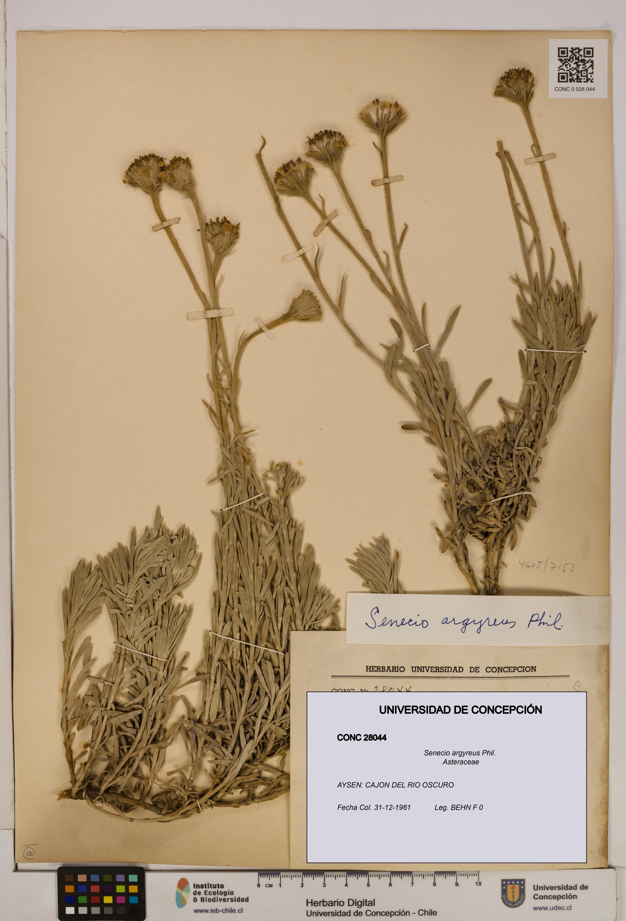Senecio argyreus [Espécimen: UDEC:CONC:0028044]