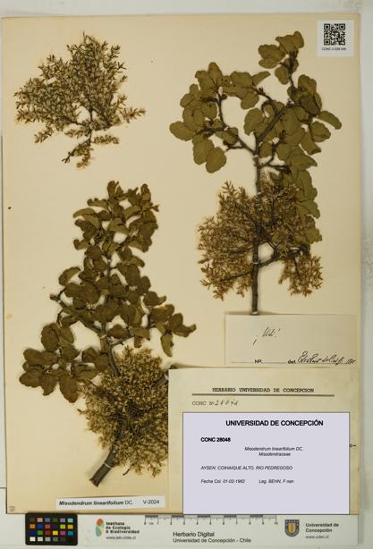 Misodendrum linearifolium [Espécimen: UDEC:CONC:0028048]